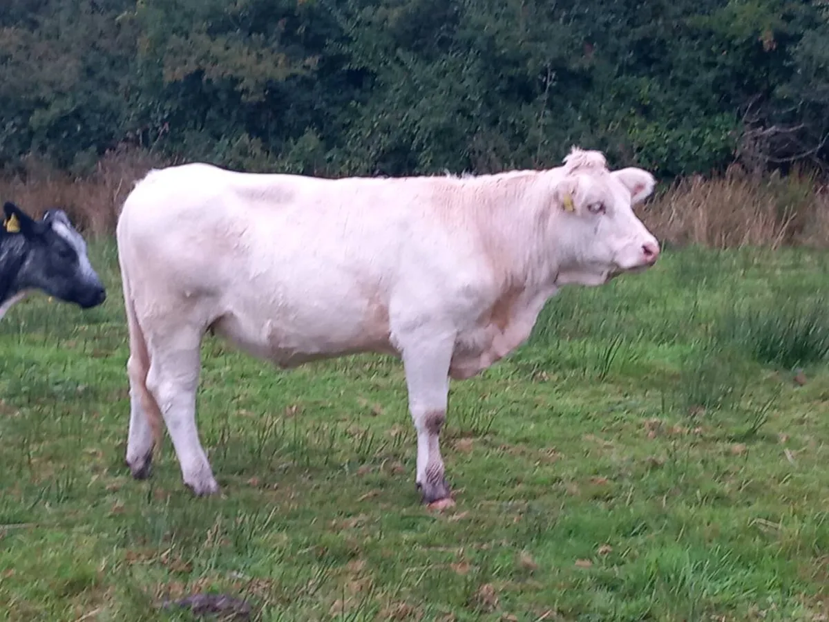 Pedigree charolai heifers 3 in total - Image 3