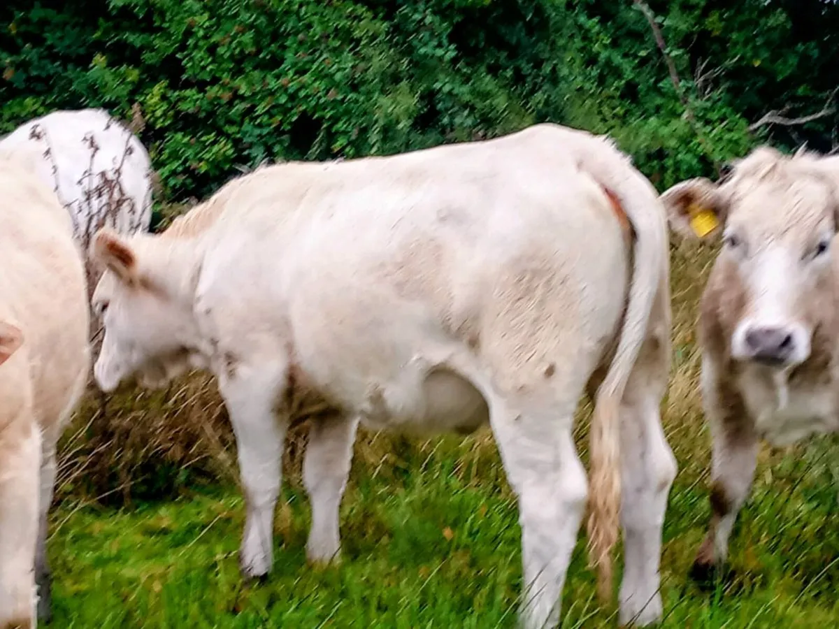 Pedigree charolai heifers 3 in total - Image 4