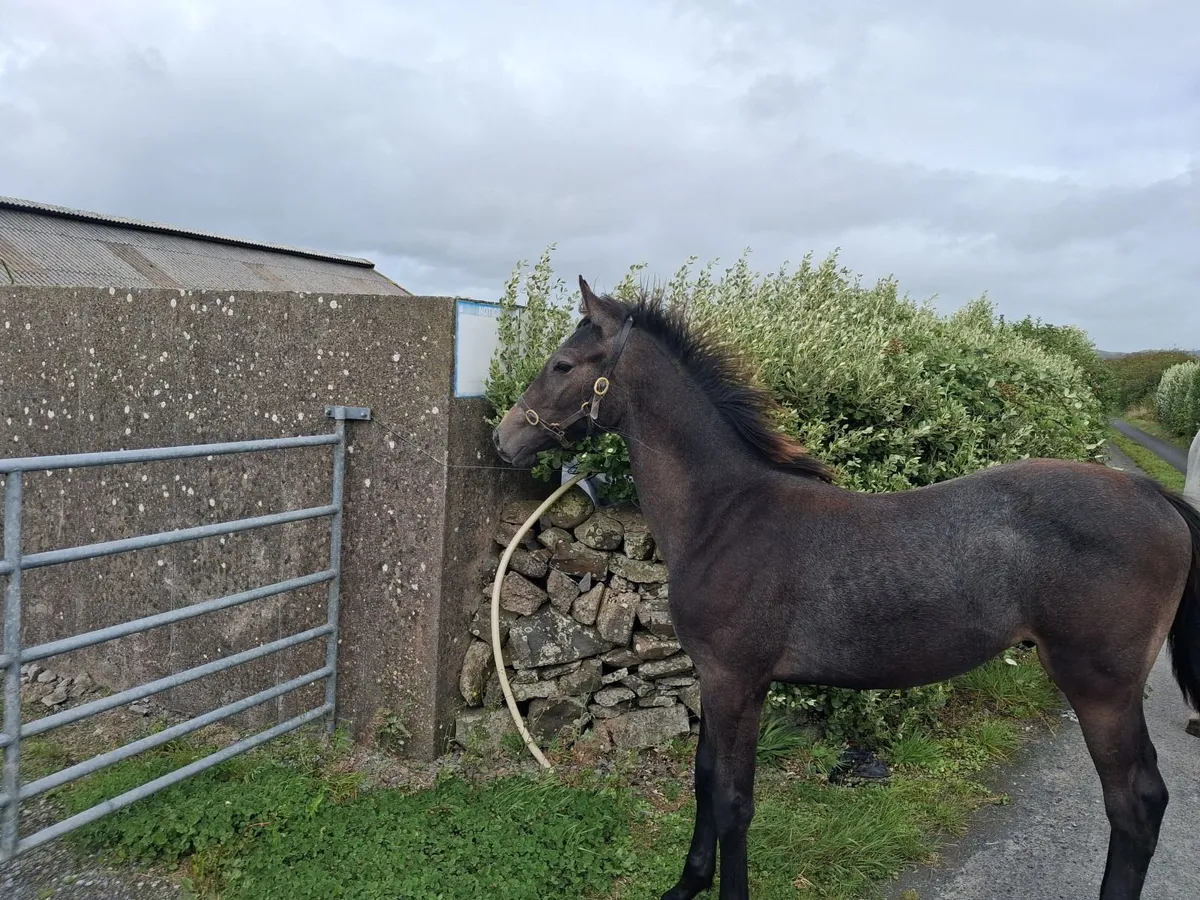 Colt Foal - Image 3