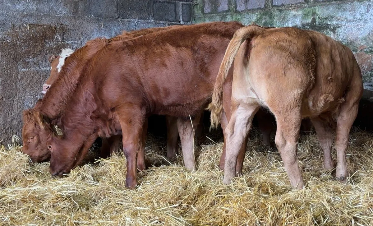 5 top class Heifer wealings - Image 1