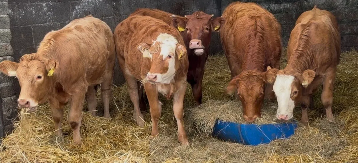 5 top class Heifer wealings - Image 2