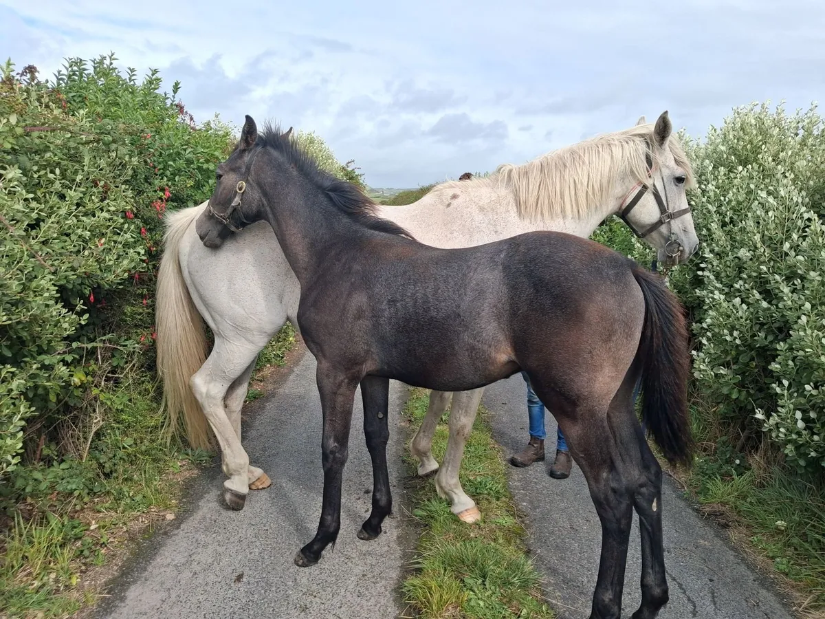 Colt Foal - Image 4