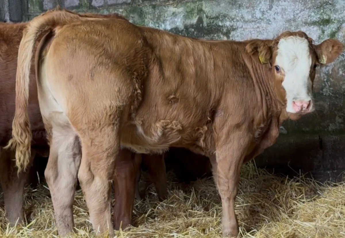 5 top class Heifer wealings - Image 4