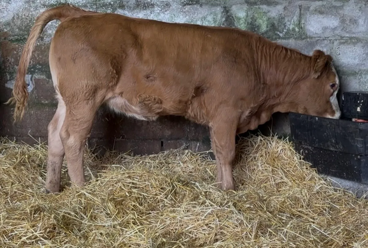 3 top class Heifer wealings - Image 3