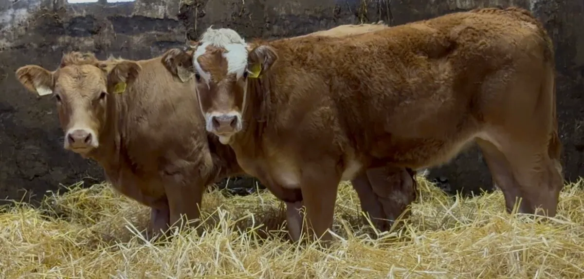 3 top class Heifer wealings - Image 4
