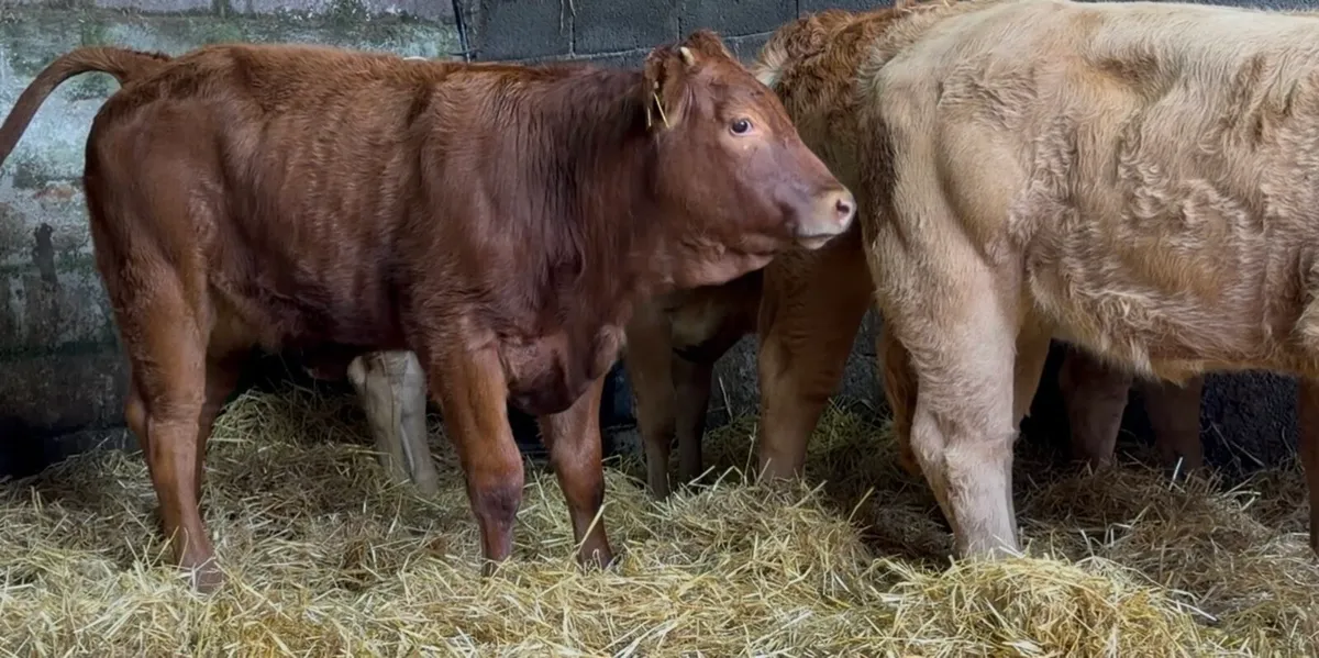 5 top class Heifer wealings - Image 3