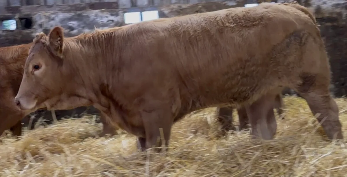 3 top class Heifer wealings - Image 1