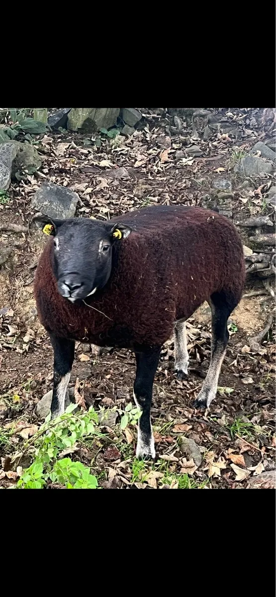 Badger faced texel ram lambs - Image 1