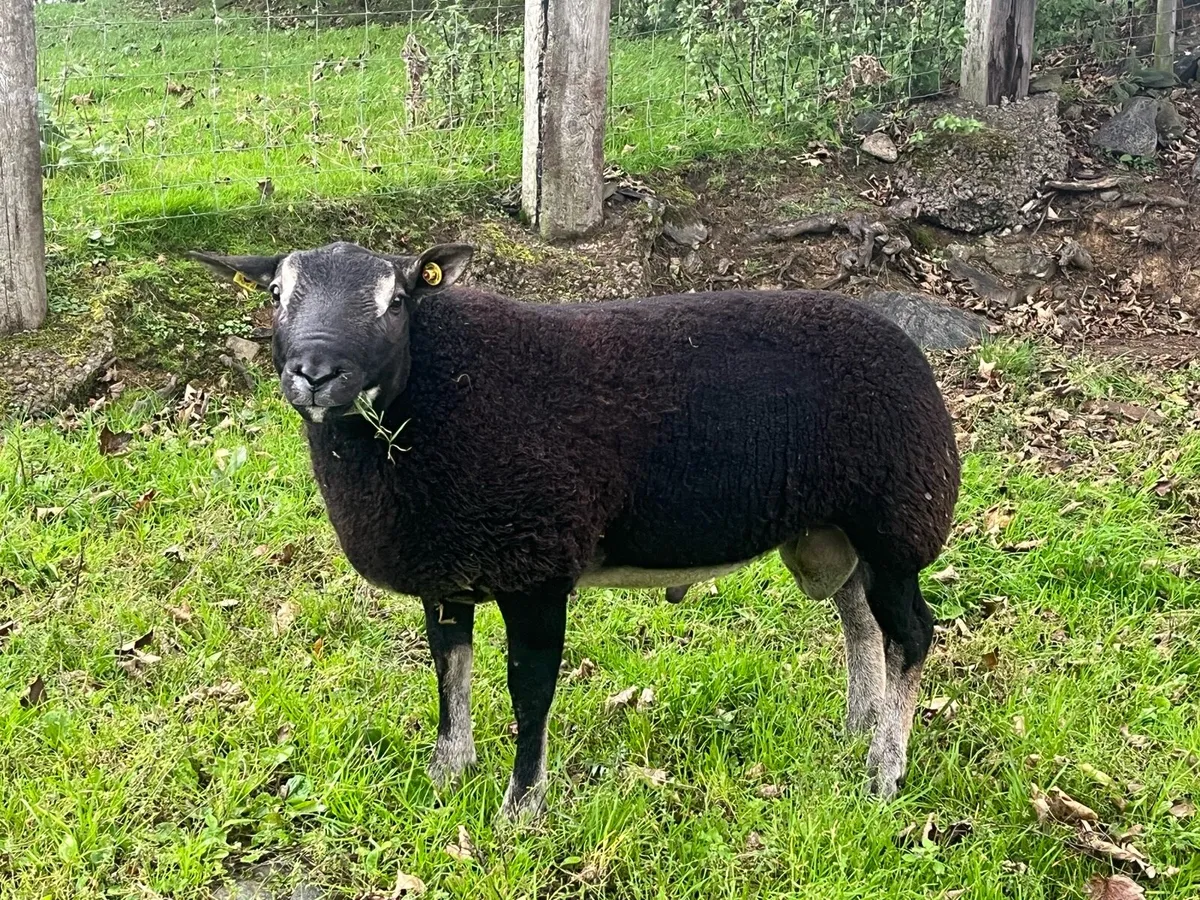 Badger faced texel ram lambs - Image 2