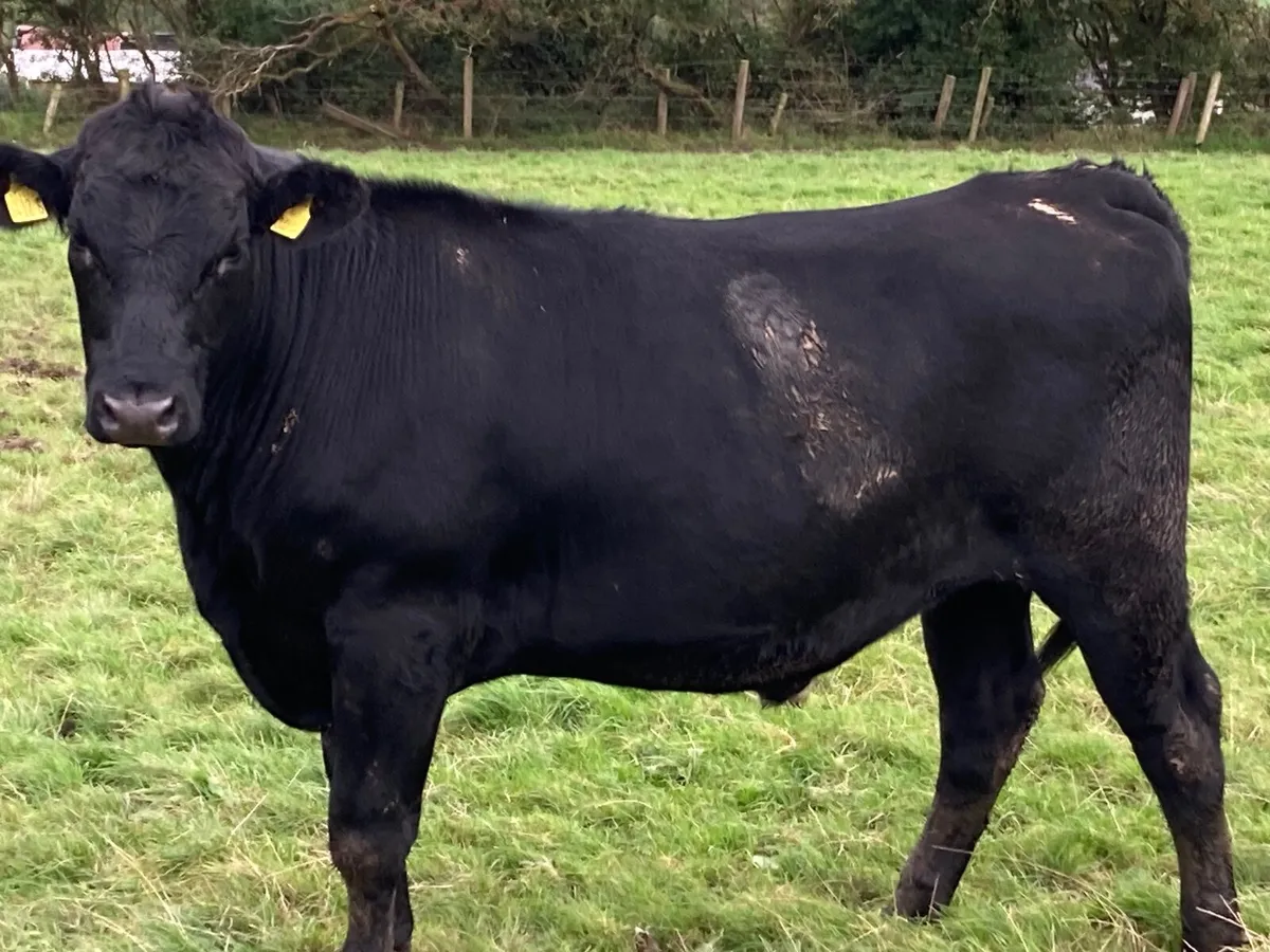 Cattle - Image 1