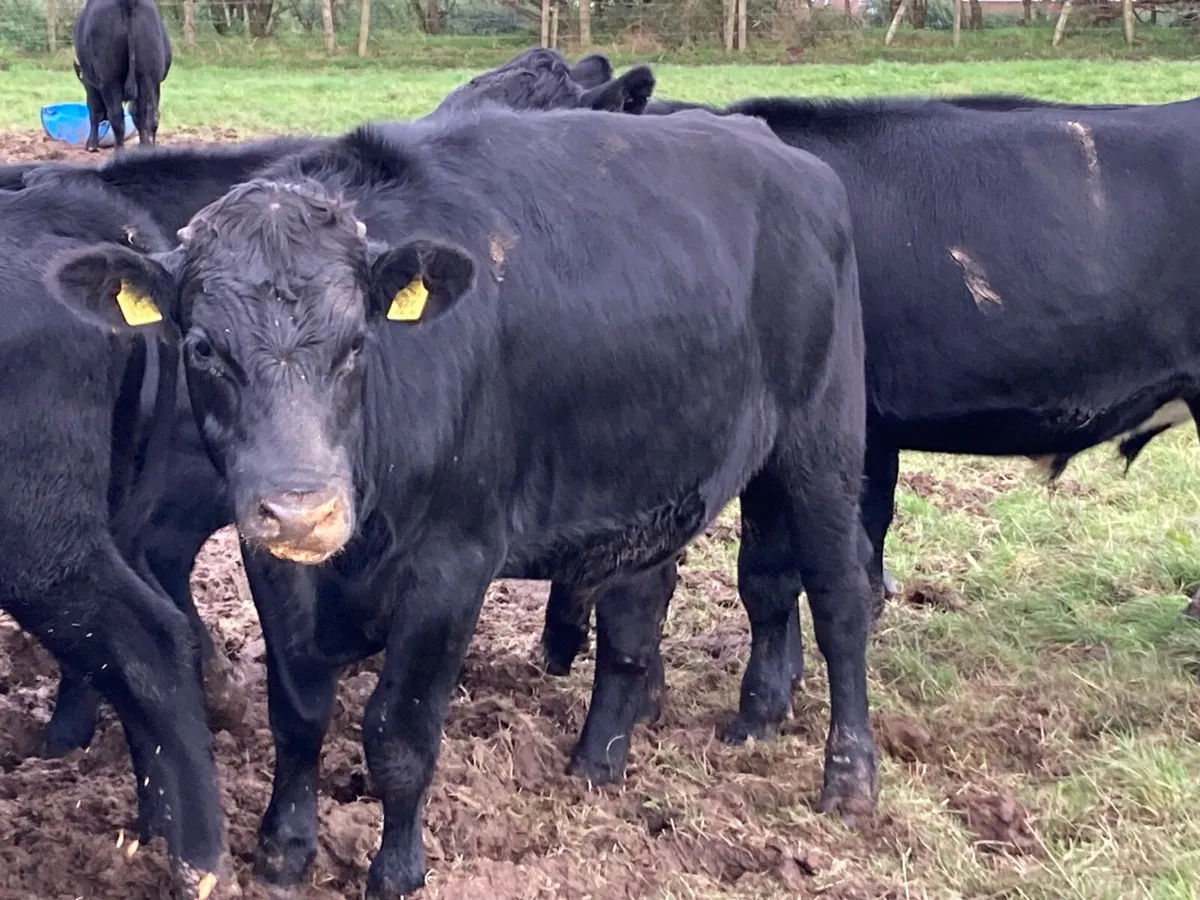 Cattle - Image 2