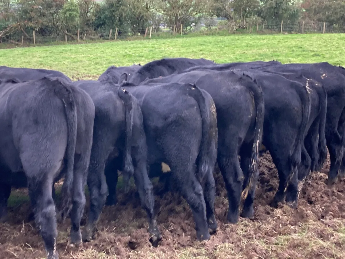 Cattle - Image 3