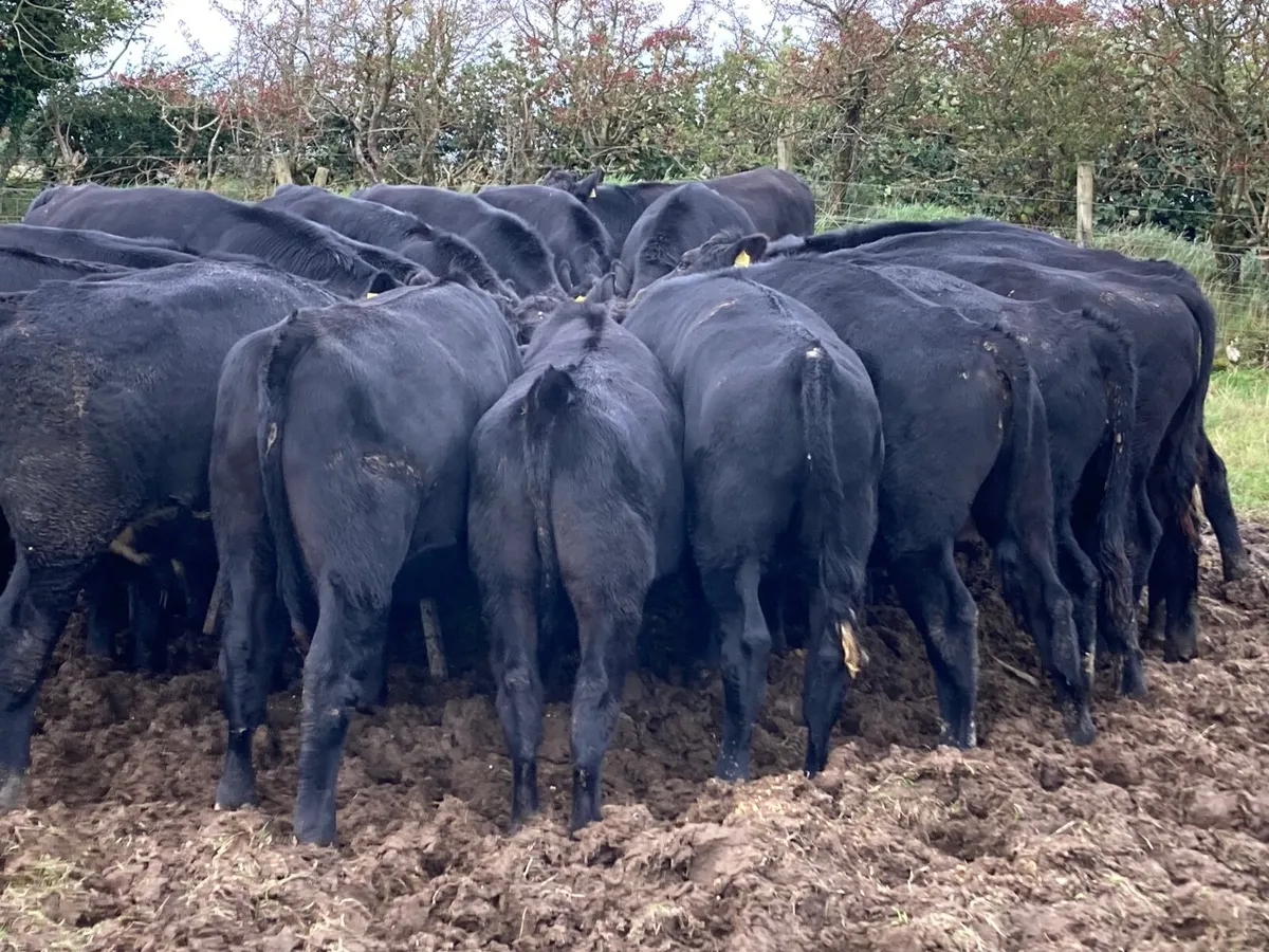 Cattle - Image 4