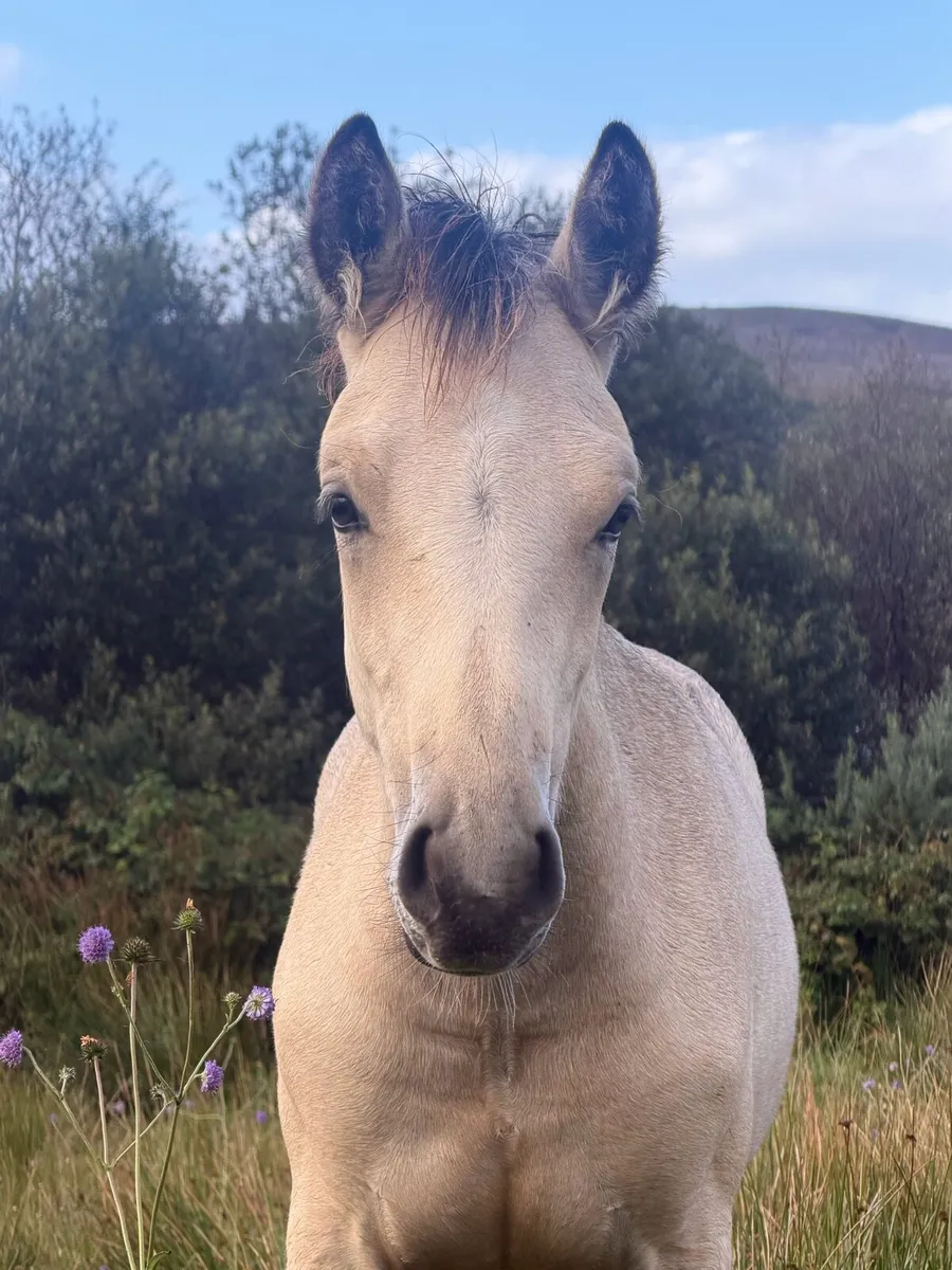 Connemara colt foal - Image 2