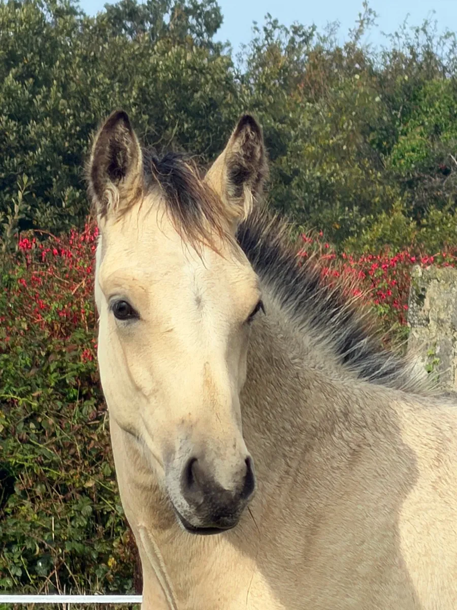 Connemara colt foal - Image 3