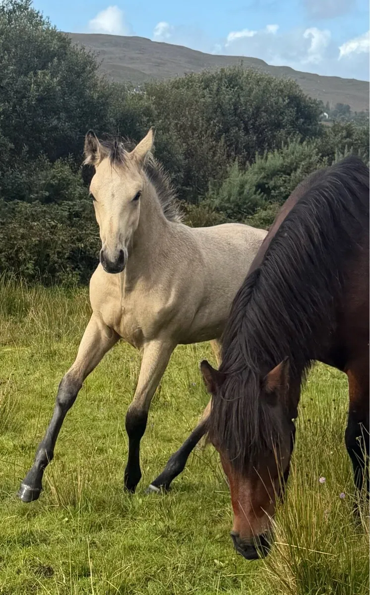 Connemara colt foal - Image 4