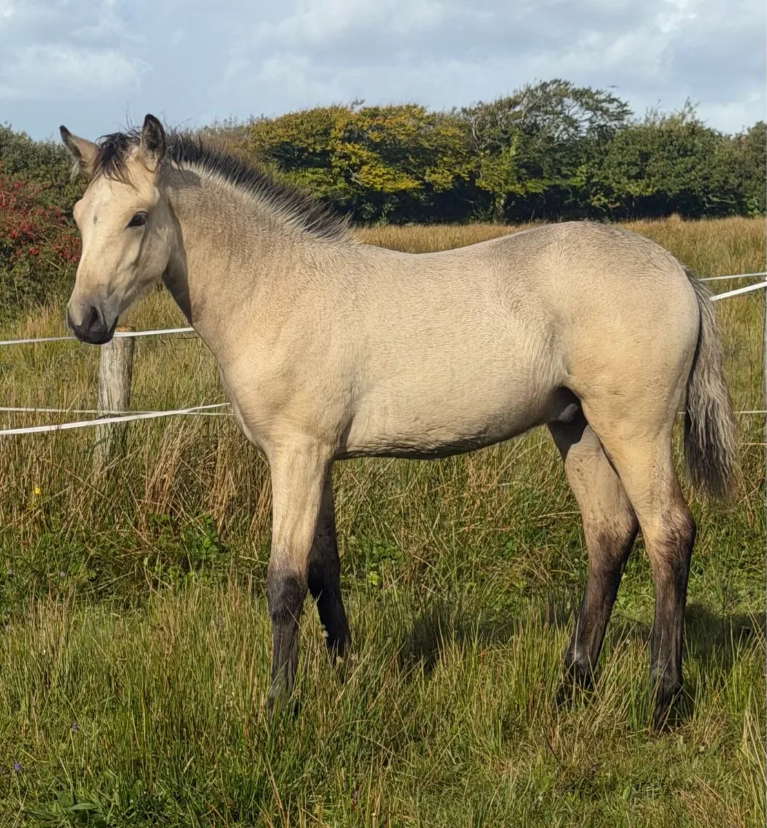 Connemara colt foal - Image 1
