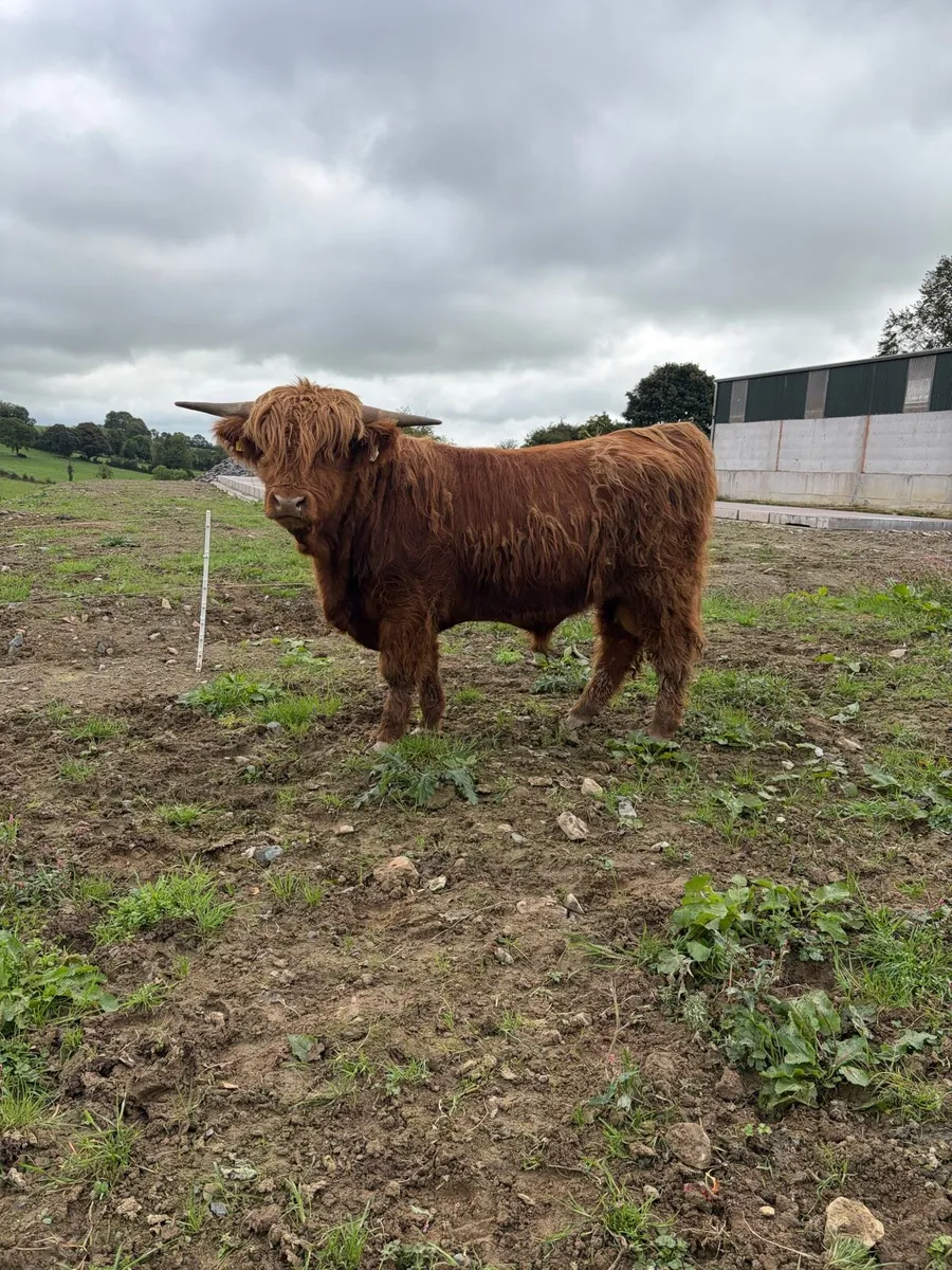 Highland bull - Image 4