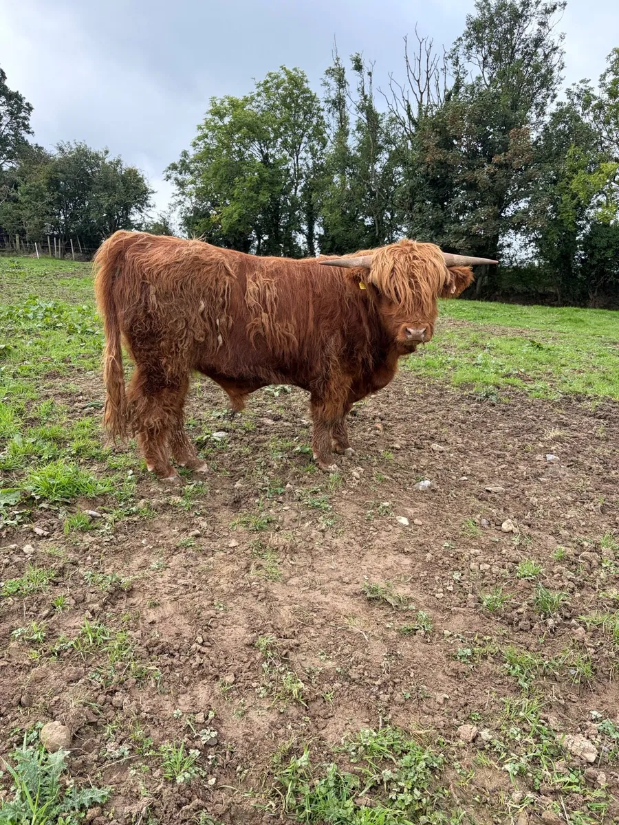 Highland bull - Image 2