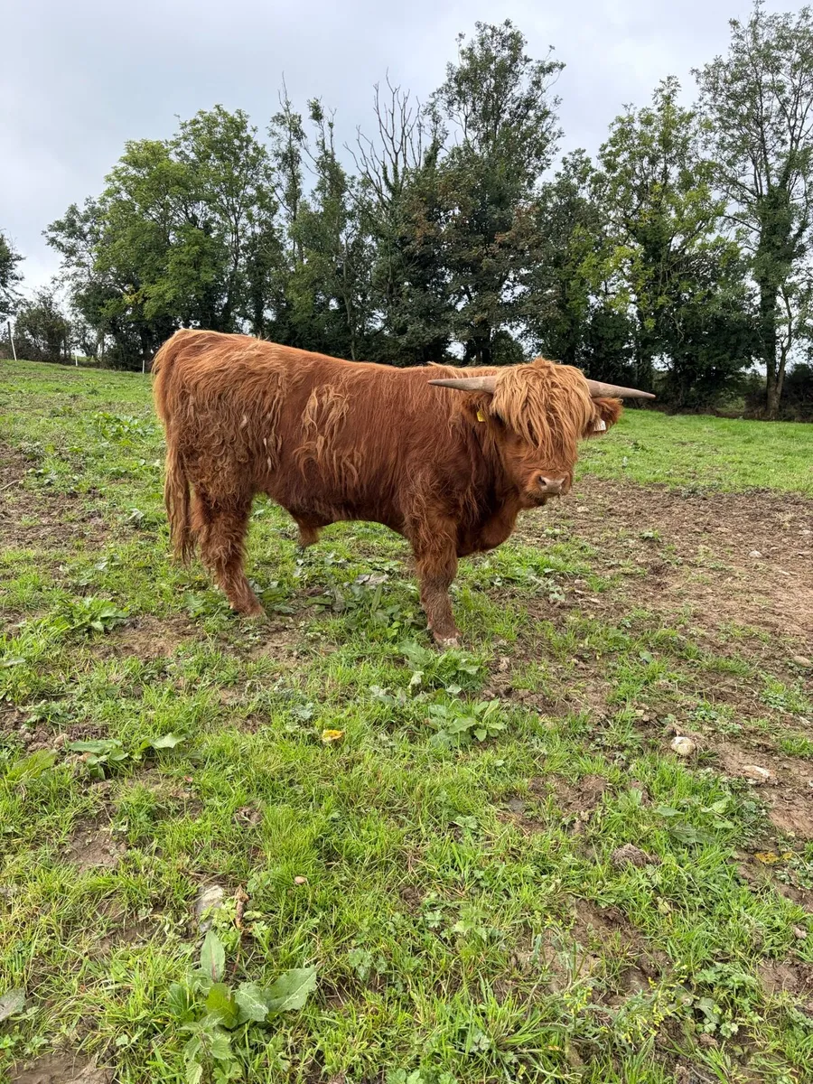 Highland bull - Image 3