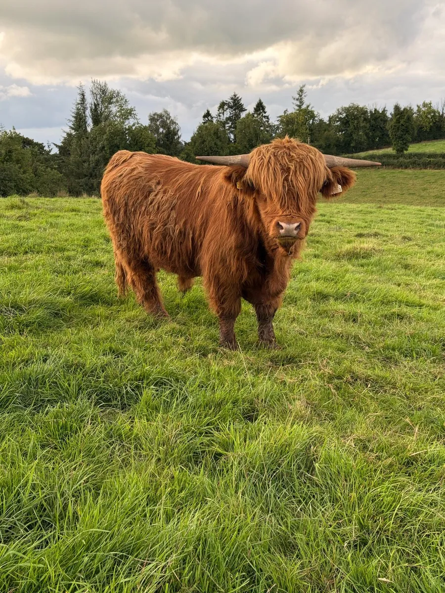 Highland bull - Image 1