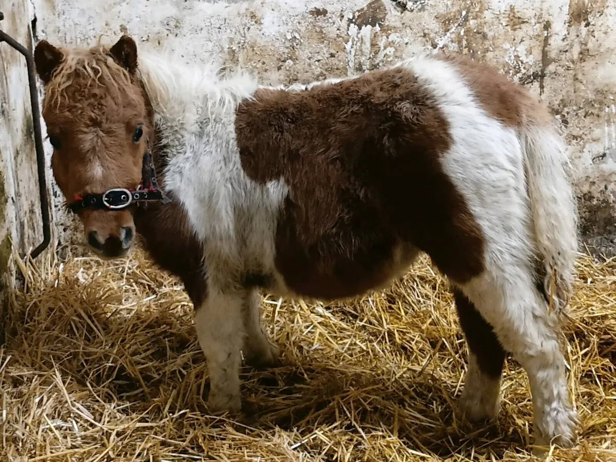 Mini Foals - Image 1