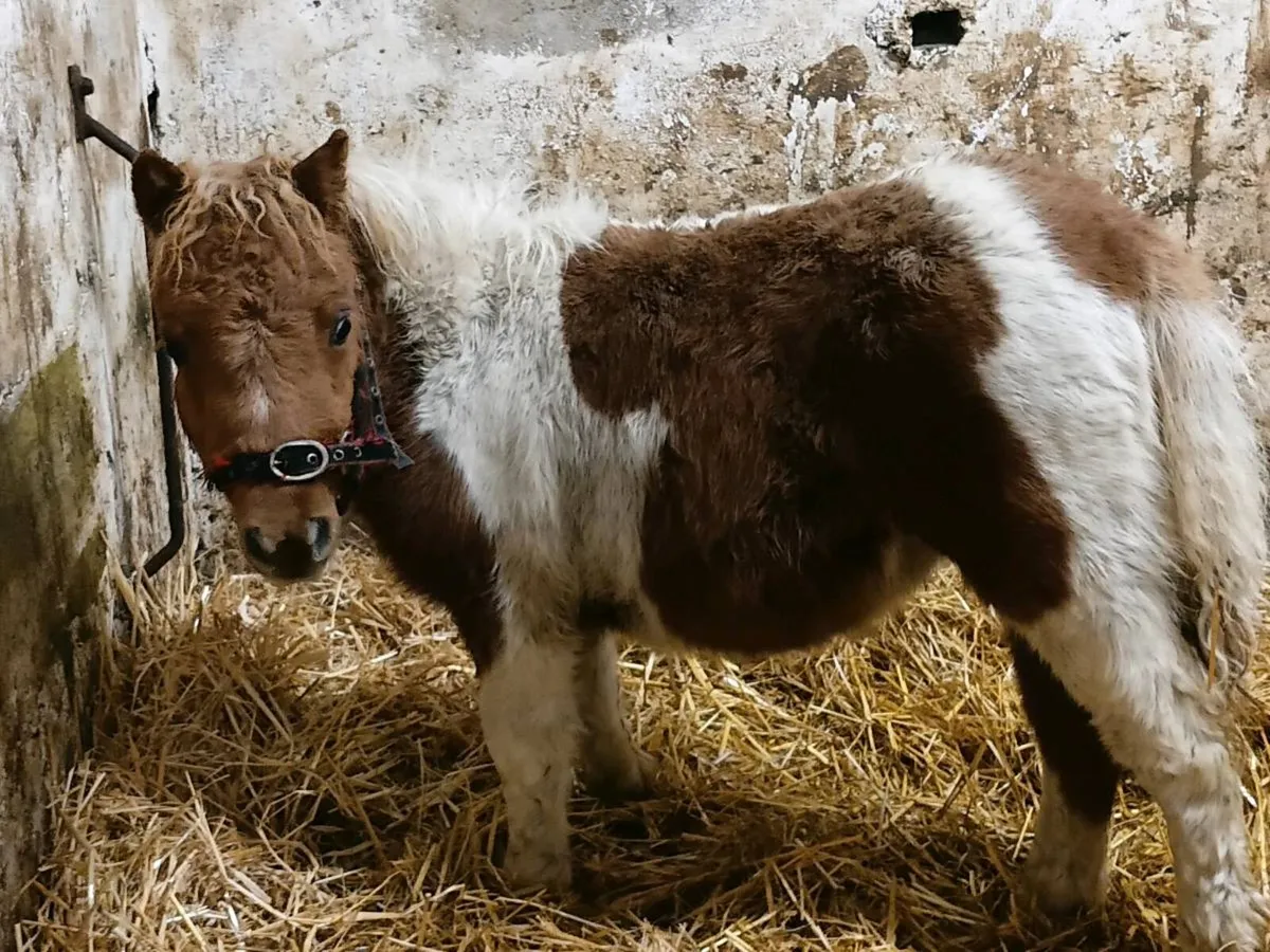 Mini Foals - Image 2