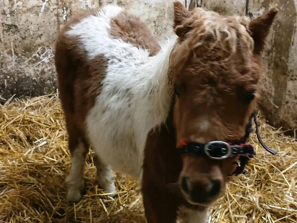 Mini Foals - Image 3