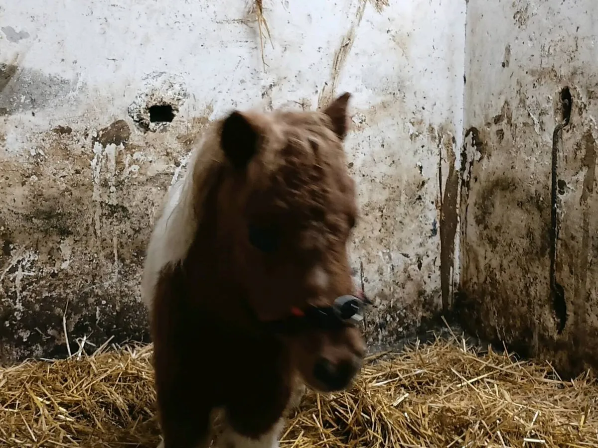 Mini Foals - Image 4