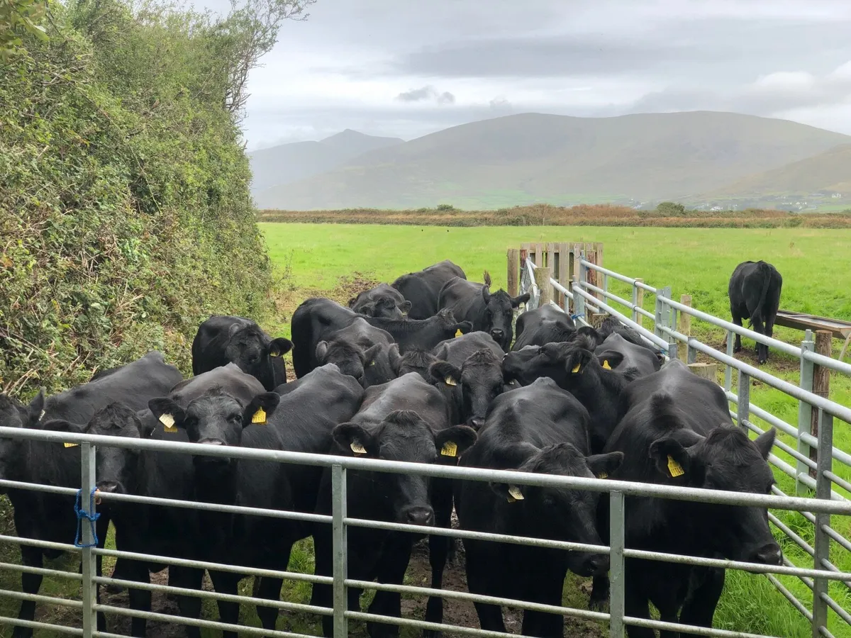 AA Heifers - Image 1