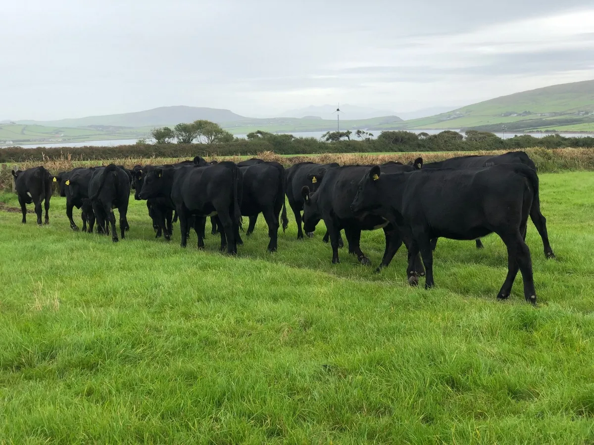 AA Heifers - Image 2