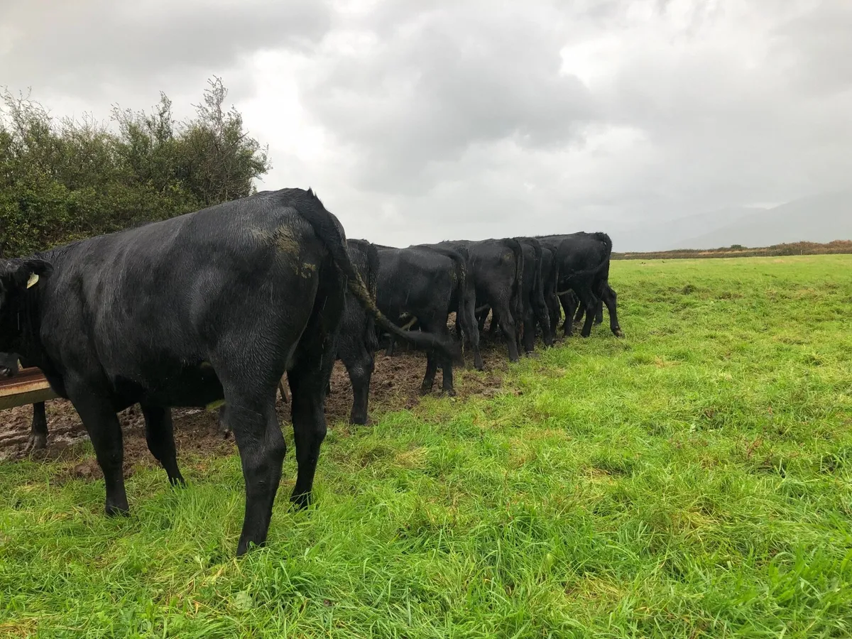 AA Heifers - Image 3