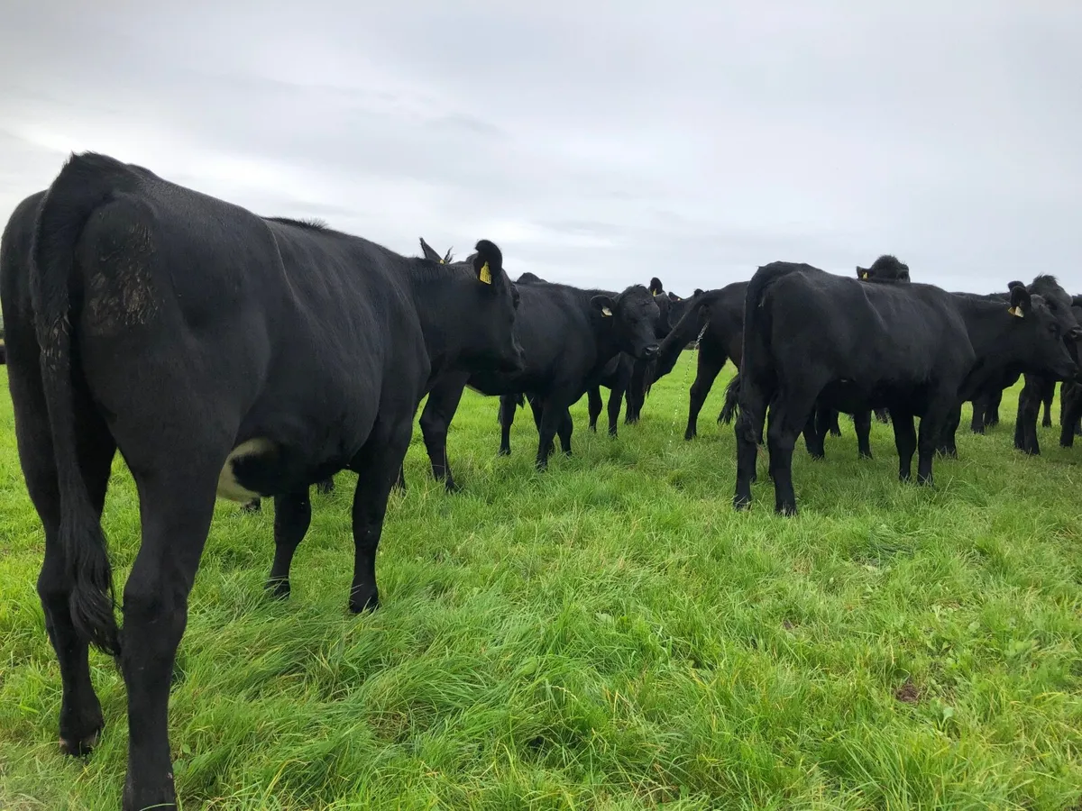 AA Heifers - Image 4