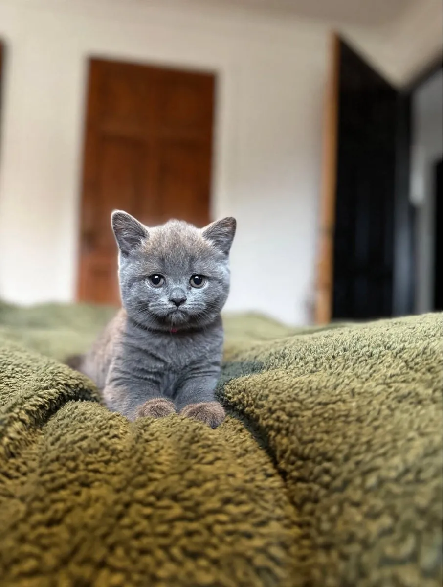 Blue British Shorthair- Ready to leave - Image 2