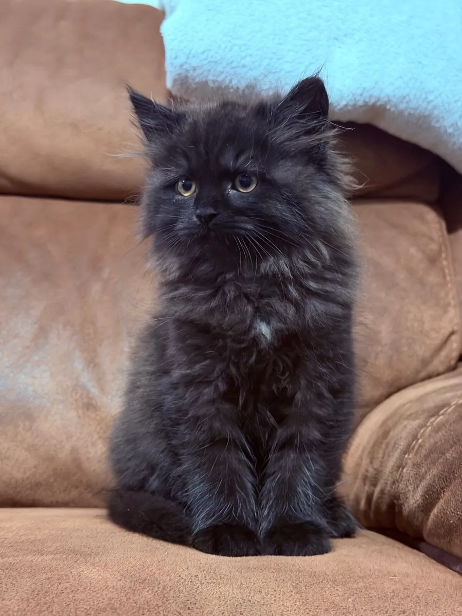Kittens - Image 1