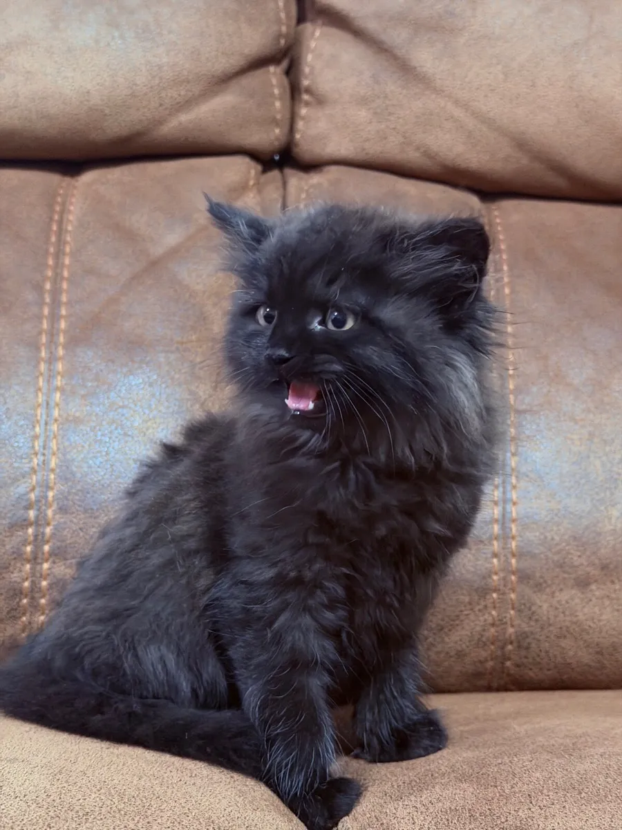 Kittens - Image 2