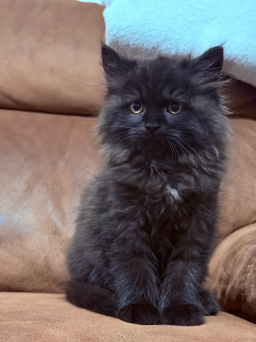 Kittens - Image 3