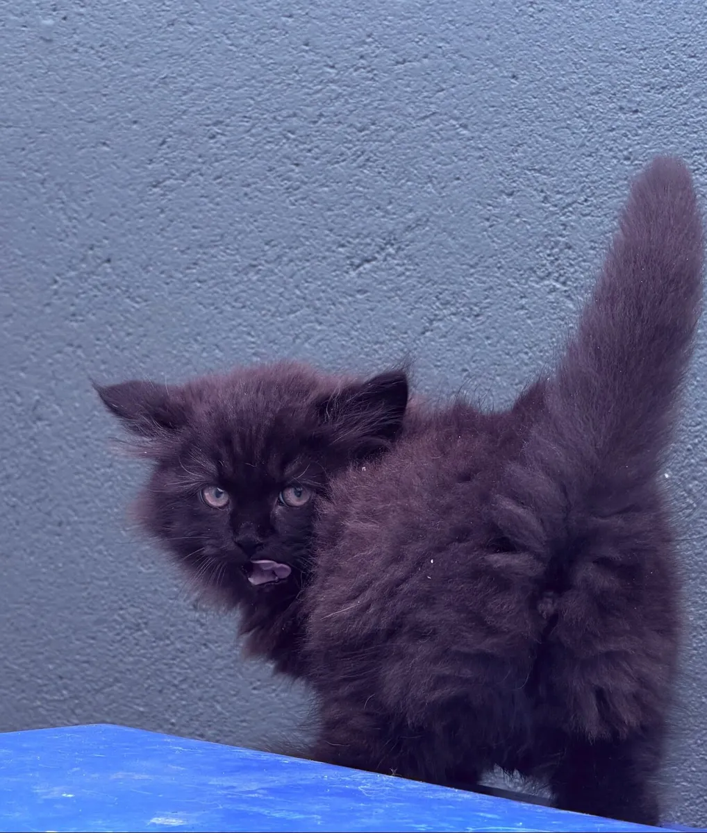 Kittens - Image 4