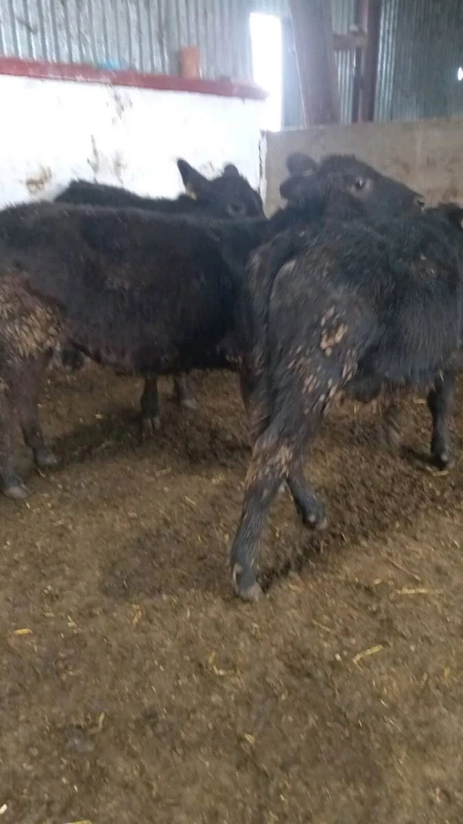 4 smashing angus heifer weanling - Image 2