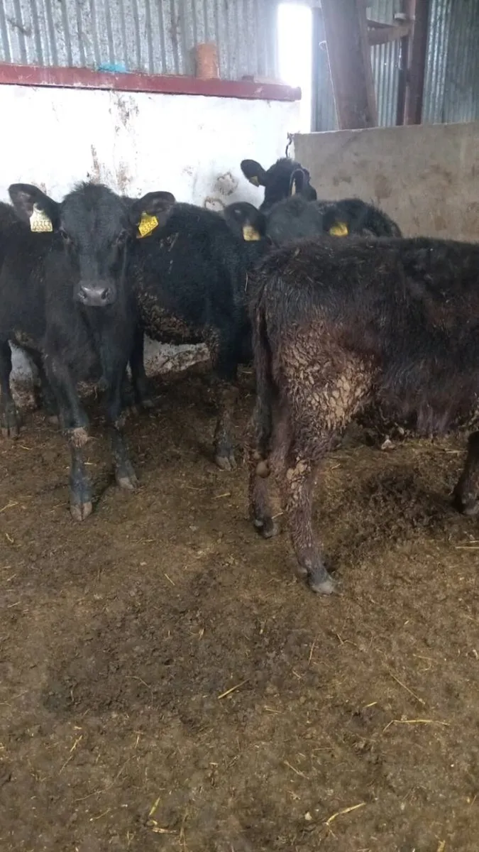 4 smashing angus heifer weanling - Image 3