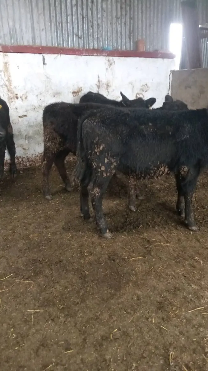 4 smashing angus heifer weanling - Image 4