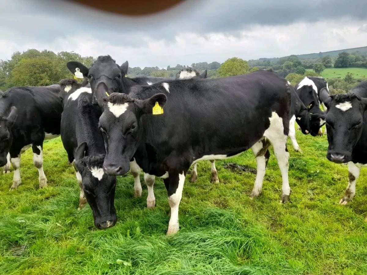Incalf Friesian heifers - Image 1