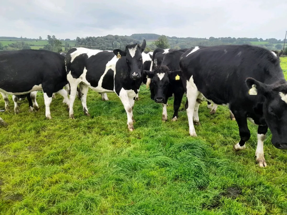Incalf Friesian heifers - Image 3
