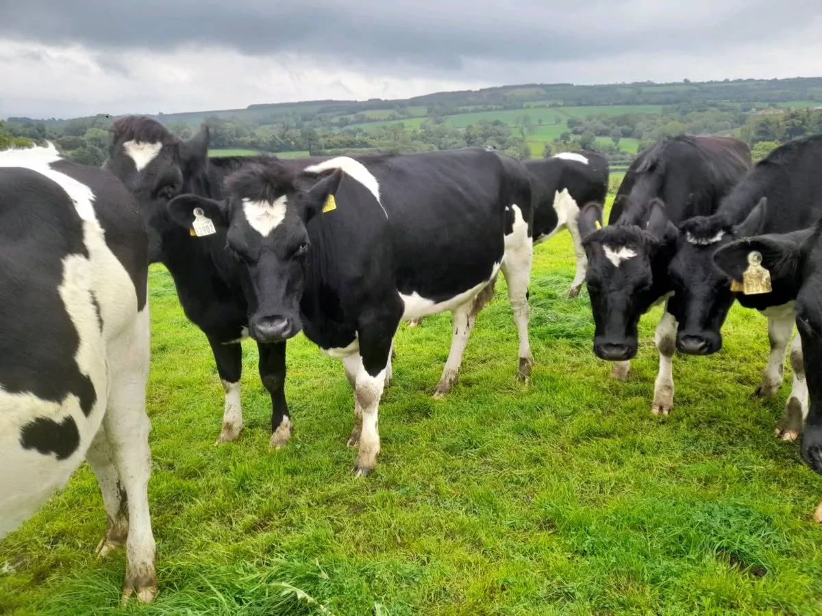 Incalf Friesian heifers - Image 2