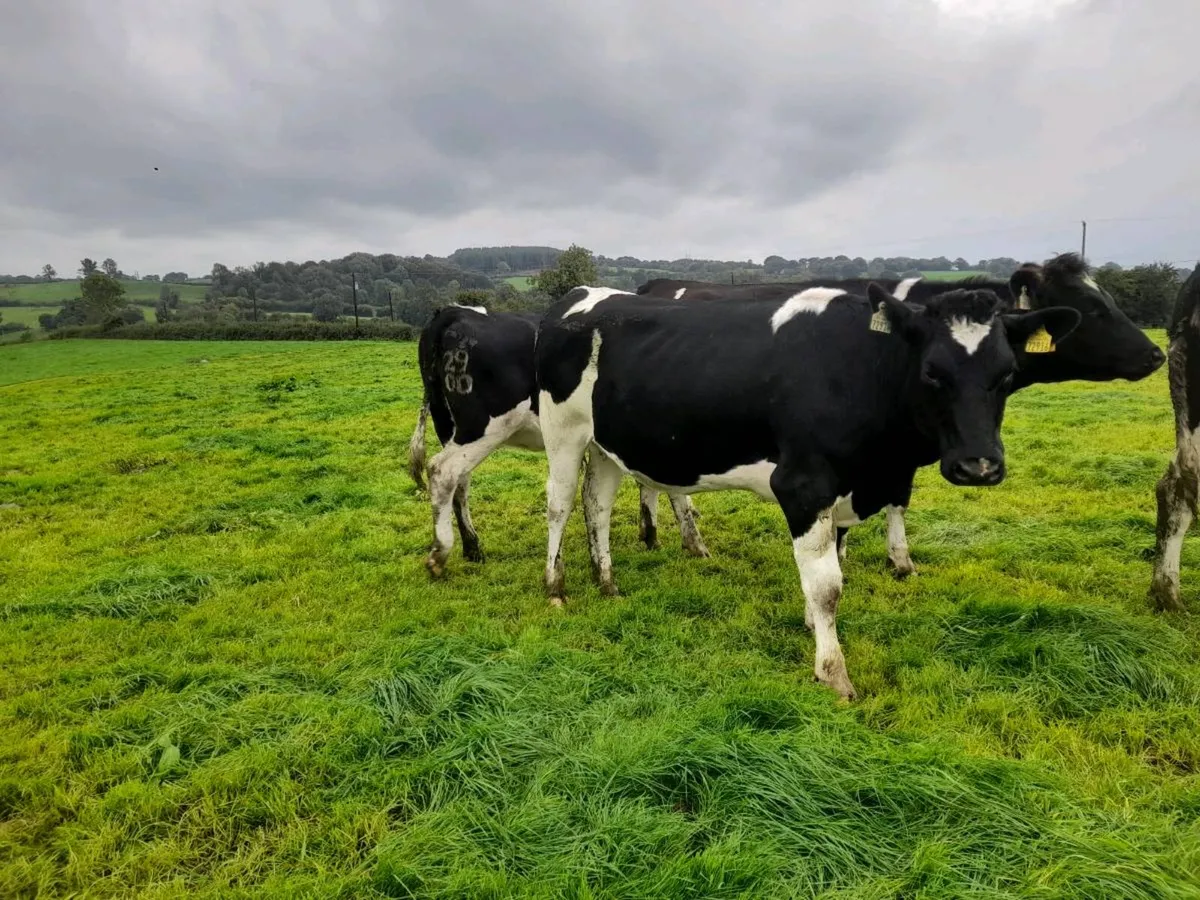 Incalf Friesian heifers - Image 4