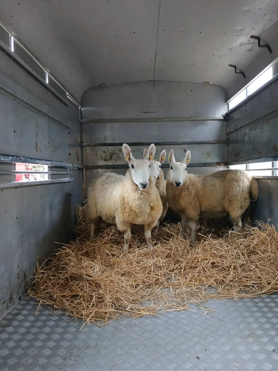 Border Leicester rams