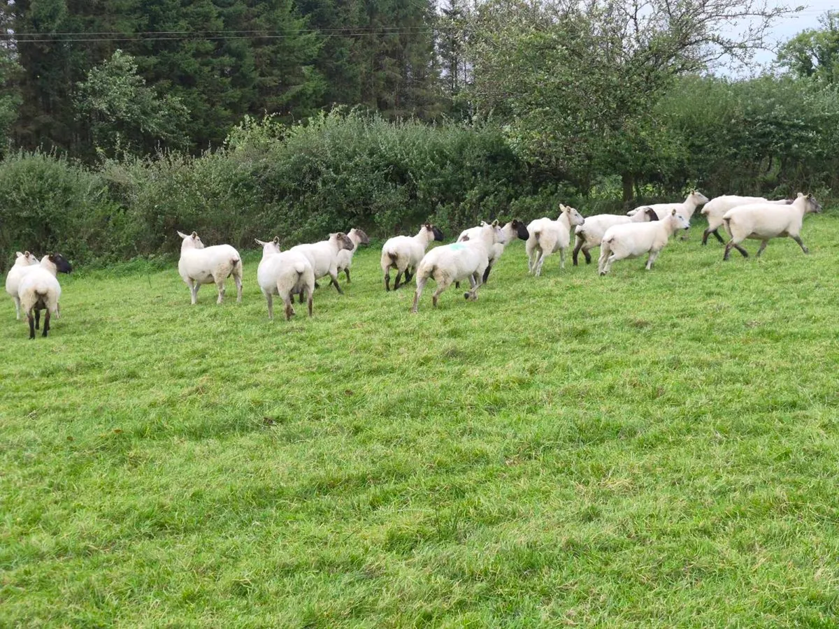 60 Ewes and 40 Ewe Lambs - Image 1