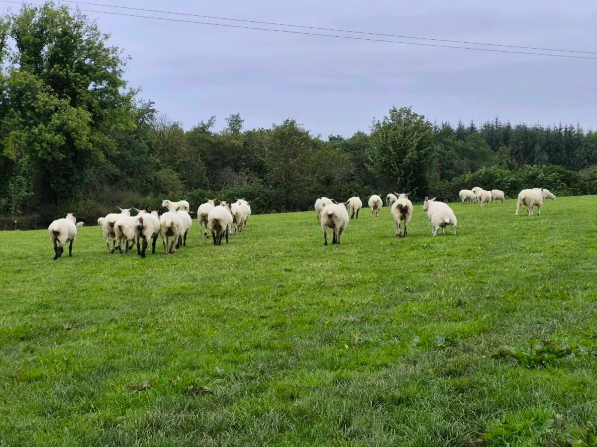 60 Ewes and 40 Ewe Lambs - Image 2