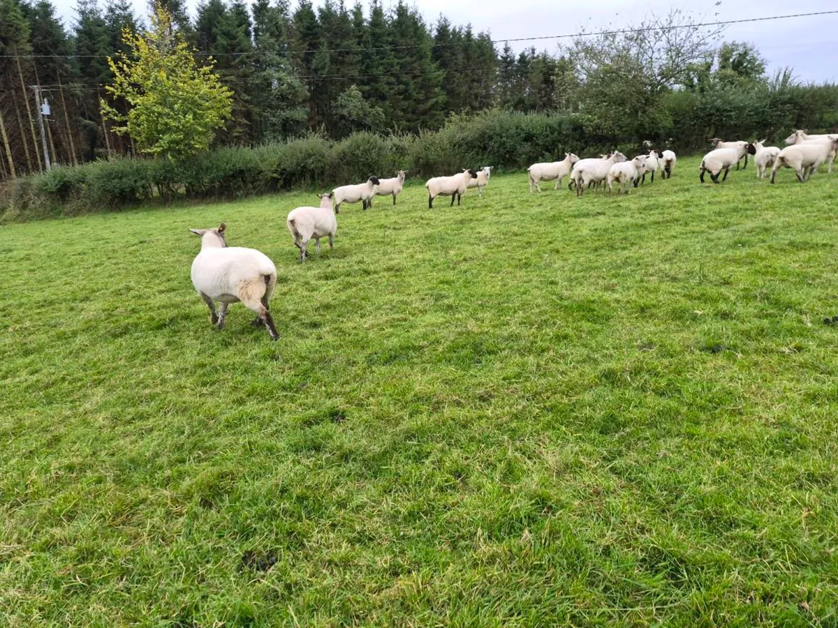 60 Ewes and 40 Ewe Lambs - Image 3