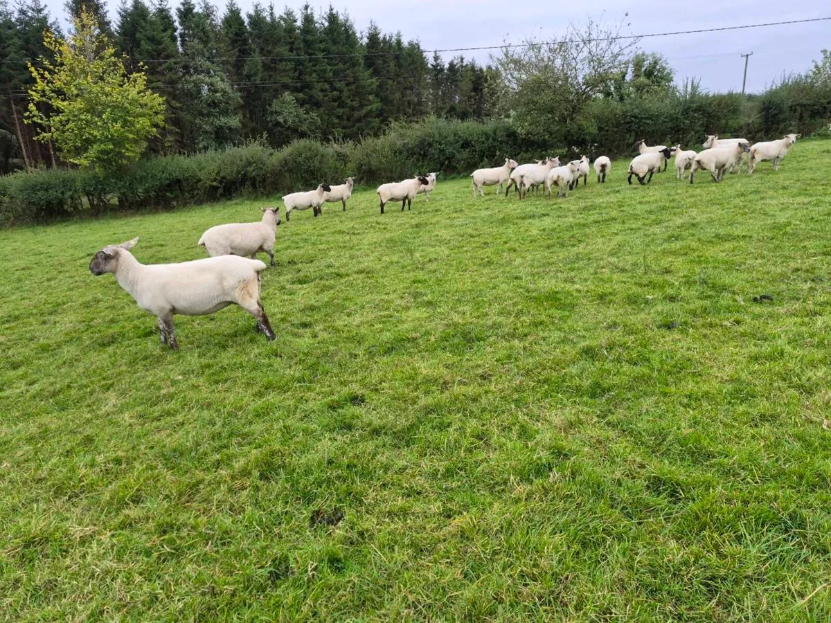 60 Ewes and 40 Ewe Lambs - Image 4
